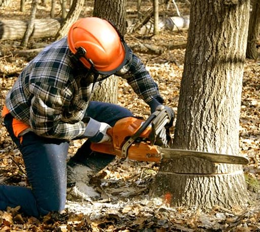 Tree Removal in Lisbon, ME